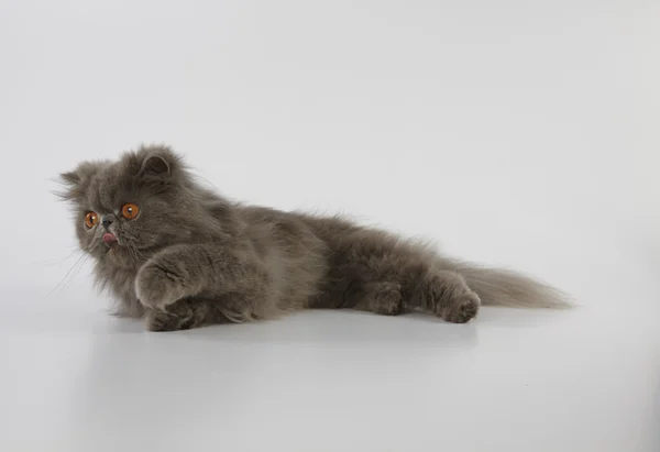 Blå persisk katt avkopplande och gör tungan på vit bakgrund — Stockfoto
