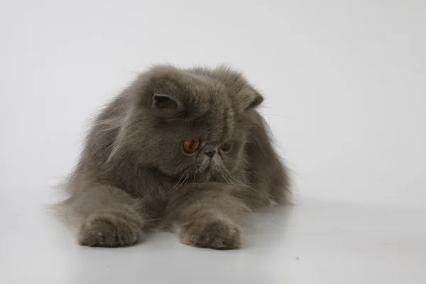 Blue persian cat looking down at something on white background — Stock Photo, Image