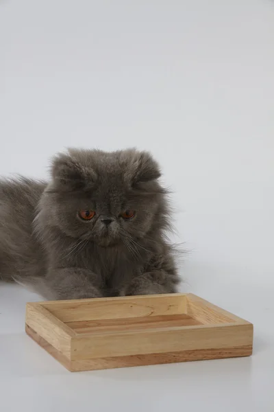 Blue persian cat on white background looking down on wooden tray — Stock Photo, Image