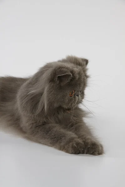 Blue persian cat looking down at something on white background — Stock Photo, Image