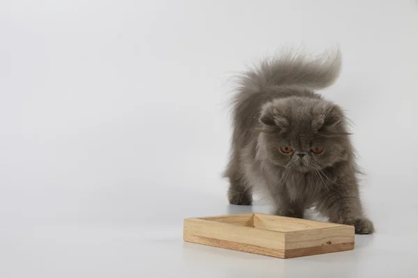 Blue persian cat looking down to the wooden tray on white background — Stock Photo, Image