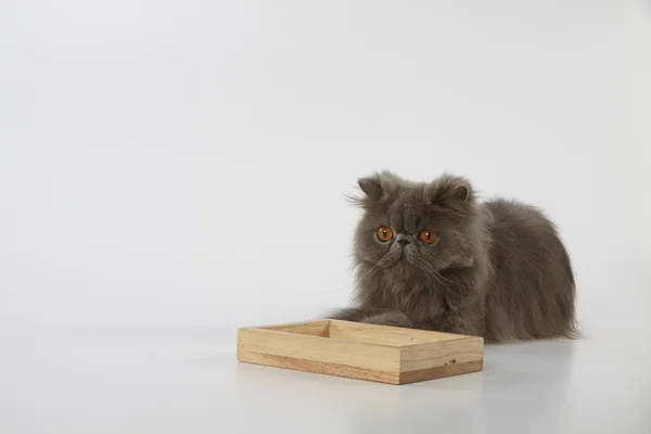 Beyaz arka plan üzerinde ahşap tepsi ile mavi Farsça kedi