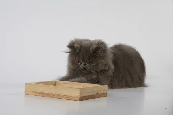 Blue persian cat with wooden tray on white background — Stock Photo, Image