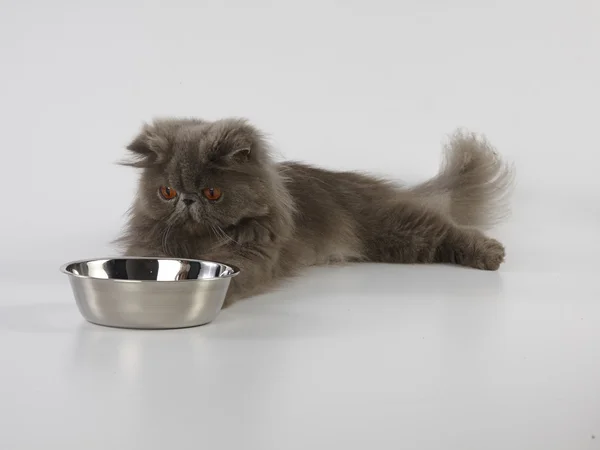 Blue persian cat with stainless bowl on white background — Stock Photo, Image