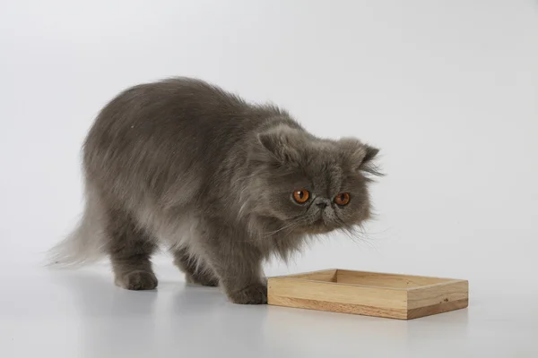 Blue persian cat with wooden tray on white background — Stock Photo, Image