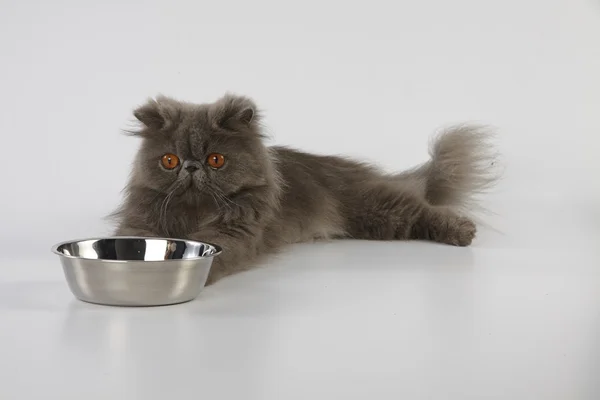 Beyaz arka plan üzerinde paslanmaz kase ile mavi Farsça kedi