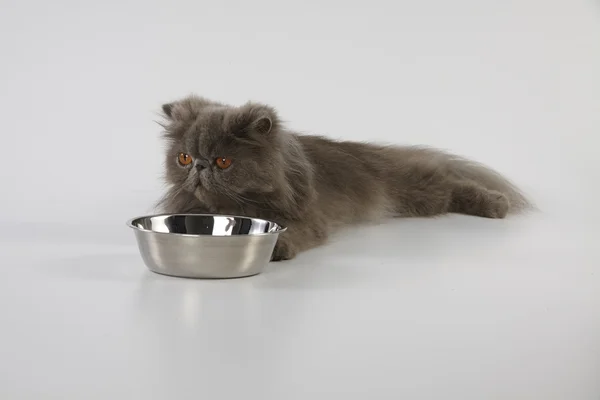 Blue persian cat with stainless bowl on white background — Stock Photo, Image