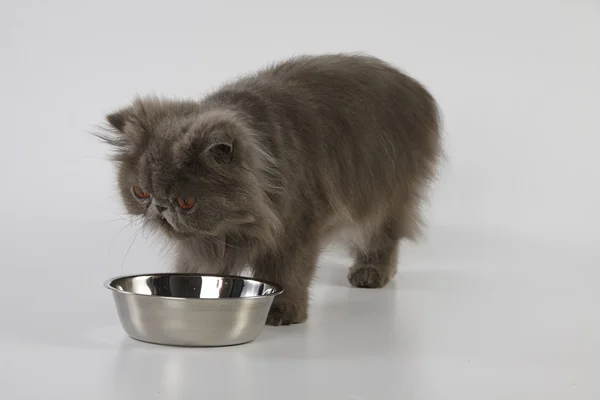 Blue persian cat with stainless bowl on white background — Stock Photo, Image