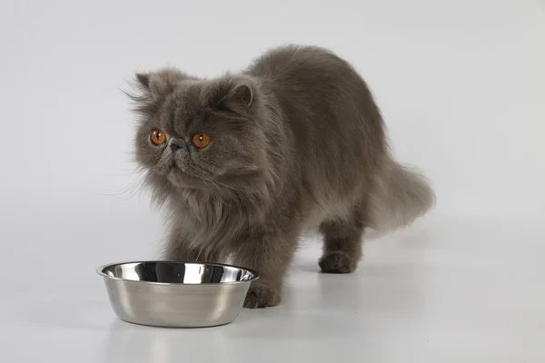 Blue persian cat with stainless bowl on white background — Stock Photo, Image