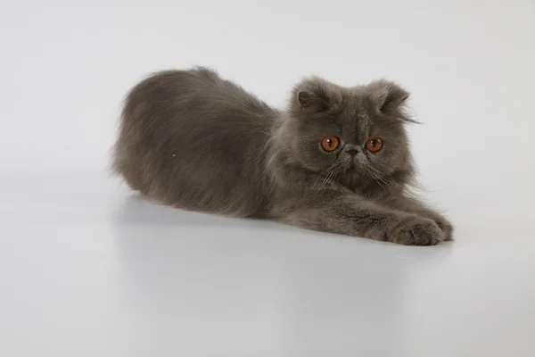 Blue persian cat laying on white background — Stock Photo, Image