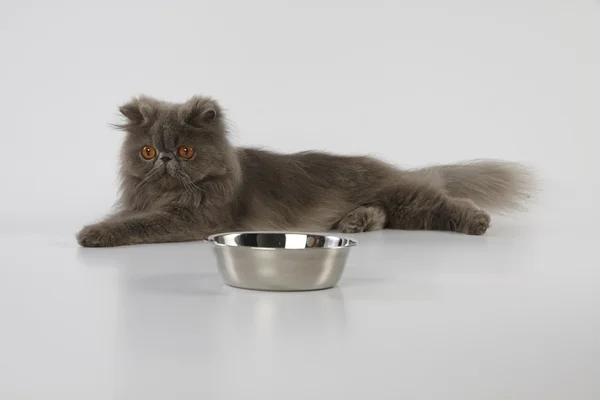 Blue persian cat laying on white background with stainless bowl — Stock Photo, Image