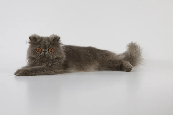 Синий персидский кот лежит на белом фоне — стоковое фото