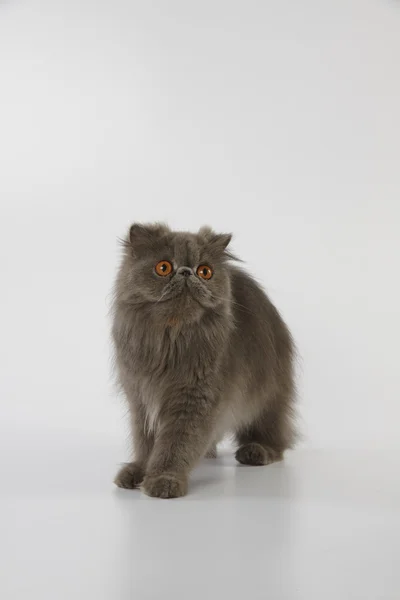 Blue persian cat standing on white background — Stock Photo, Image