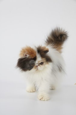 Alaca Farsça kedi kedi ayakta beyaz arka plan üzerinde