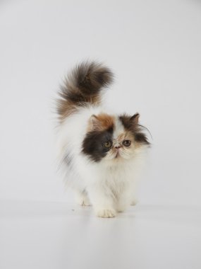 Beyaz arka plan üzerinde yürüme alaca Farsça kedi kedi