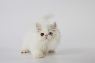 beyaz arka plan üzerinde tek gözlü beyaz farsça kedi kedi adım