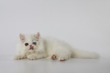 beyaz arka plan üzerinde döşeme tek gözlü beyaz farsça kedi dili dışarı 