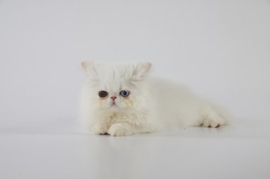 Tek gözlü Farsça kedi (kedi) döşeme beyaz arka plan üzerinde beyaz ve onun kulakları daha düşük