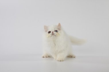 Tek gözlü beyaz Farsça beyaz arka plan üzerinde oynayan kedi (yavru)