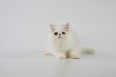 beyaz arka planda oturan tek gözlü beyaz pers kedi yavrusu