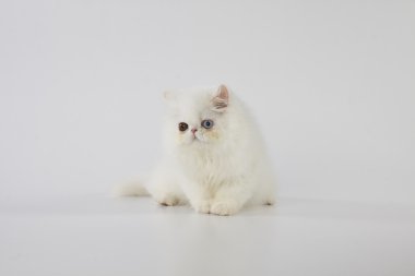beyaz arka planda oturan tek gözlü beyaz pers kedi yavrusu