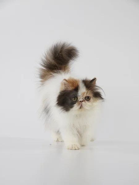Beyaz arka plan üzerinde yürüme alaca Farsça kedi kedi