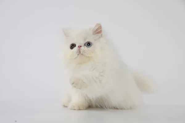 Odd eyed white persian kitten cat hand up on white background — Stock Photo, Image