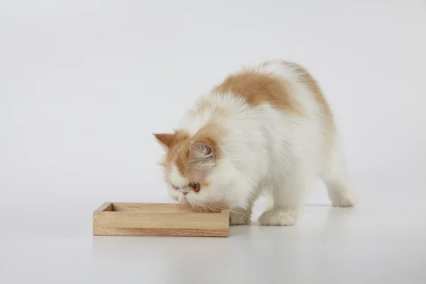 Kırmızı ve beyaz Farsça kedi ahşap kutu gıda kase ile