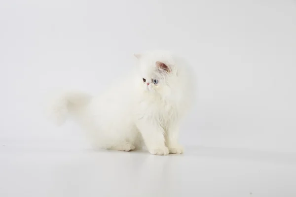 Extraño ojos blanco persa gato (gatito) sentado en blanco fondo — Foto de Stock
