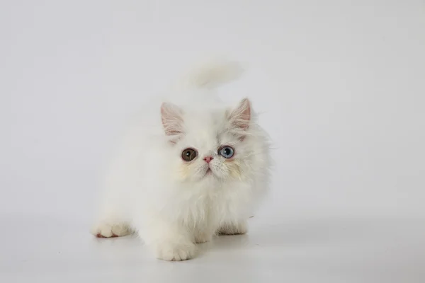 Odd eyed white persian kitten cat step on white background — Stock Photo, Image