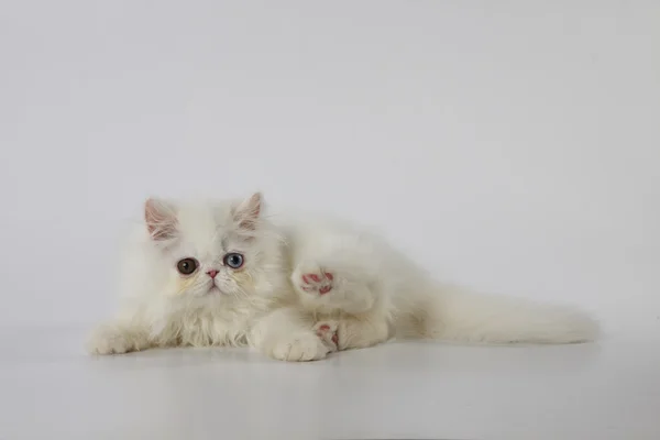 Extraño ojos blanco persa gatito gato en blanco fondo con es pierna arriba — Foto de Stock