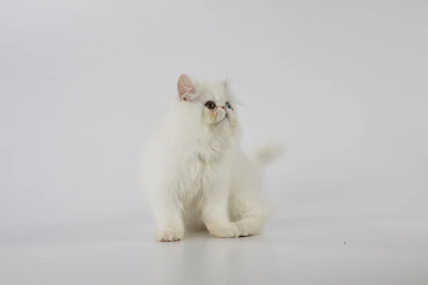 Odd eyed white persian kitten cat playing on white background — Stock Photo, Image