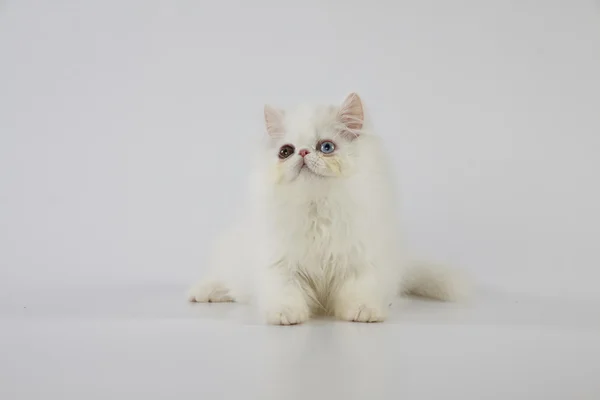Odd eyed white persian cat (kitten) sitting on white background — Stock Photo, Image