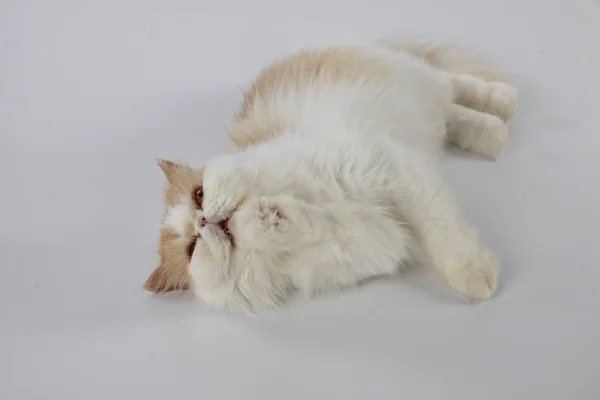 Kırmızı ve beyaz Farsça kedi döşeme ve beyaz arka plan üzerinde haddeleme