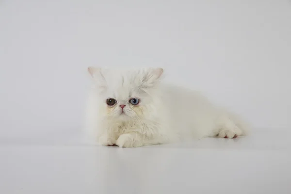 Tek gözlü Farsça kedi (kedi) döşeme beyaz arka plan üzerinde beyaz ve onun kulakları daha düşük