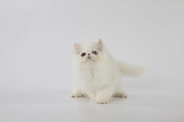 Odd eyed white persian cat (kitten) playing on white background — Stock Photo, Image