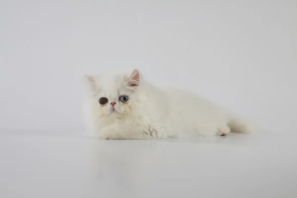 Odd eyed white persian cat (kitten) laying on white background — Stock Photo, Image