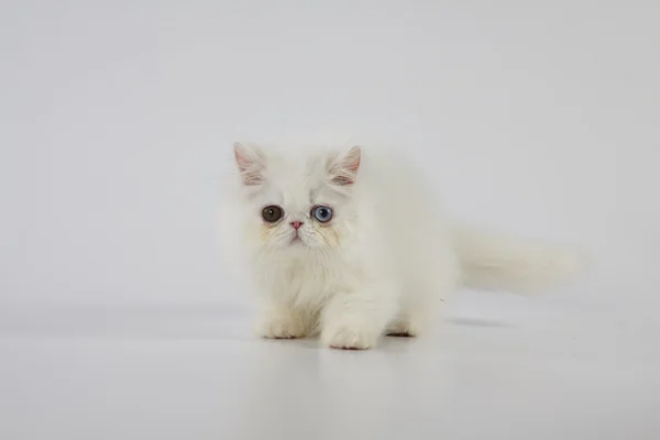 Odd eyed white persian cat (kitten) walking on white background — Stock Photo, Image