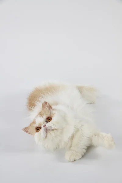 Kırmızı ve beyaz Farsça kedi döşeme ve beyaz arka plan üzerinde haddeleme