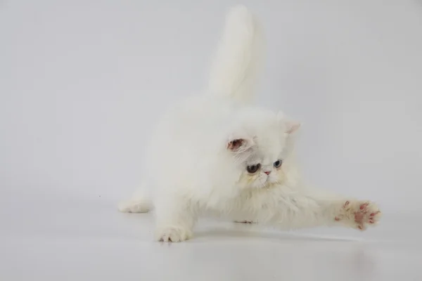 Extraño ojos blanco persa gato (gatito) pata arriba en blanco fondo — Foto de Stock