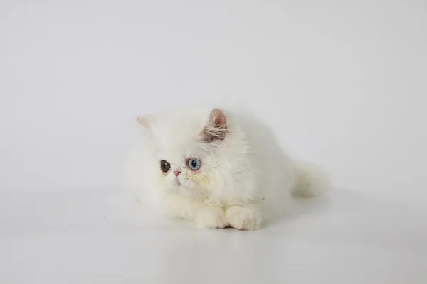 Odd eyed white persian kitten cat liegt auf weißem Hintergrund — Stockfoto