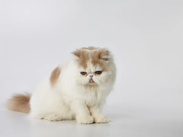 Cream and white persian cat tongue out sitting on which background — Stock Photo, Image