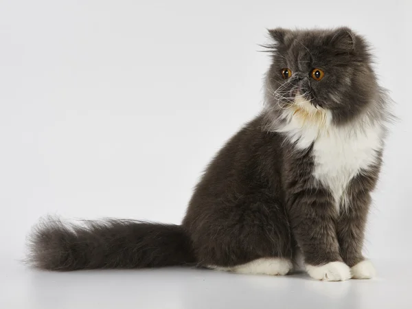 Azul e branco persa gato de pé sobre fundo branco — Fotografia de Stock