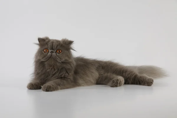Синий персидский кот — стоковое фото