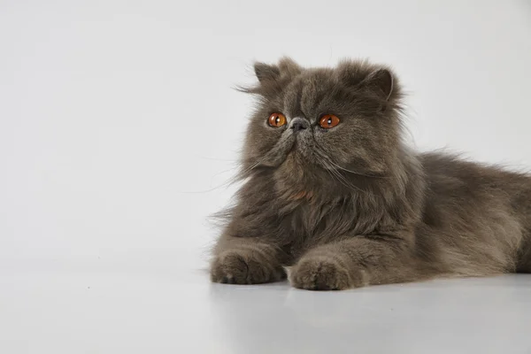 Blue persian cat — Stock Photo, Image