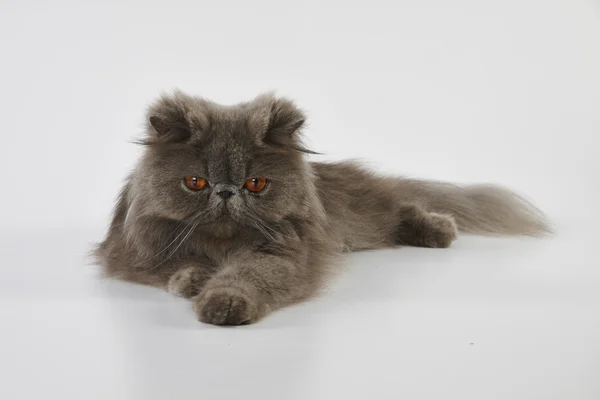 Blue persian cat — Stock Photo, Image