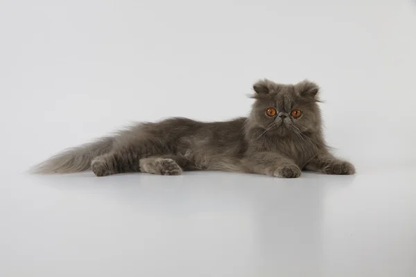 Синий персидский кот лежит на белом фоне Лицензионные Стоковые Фото