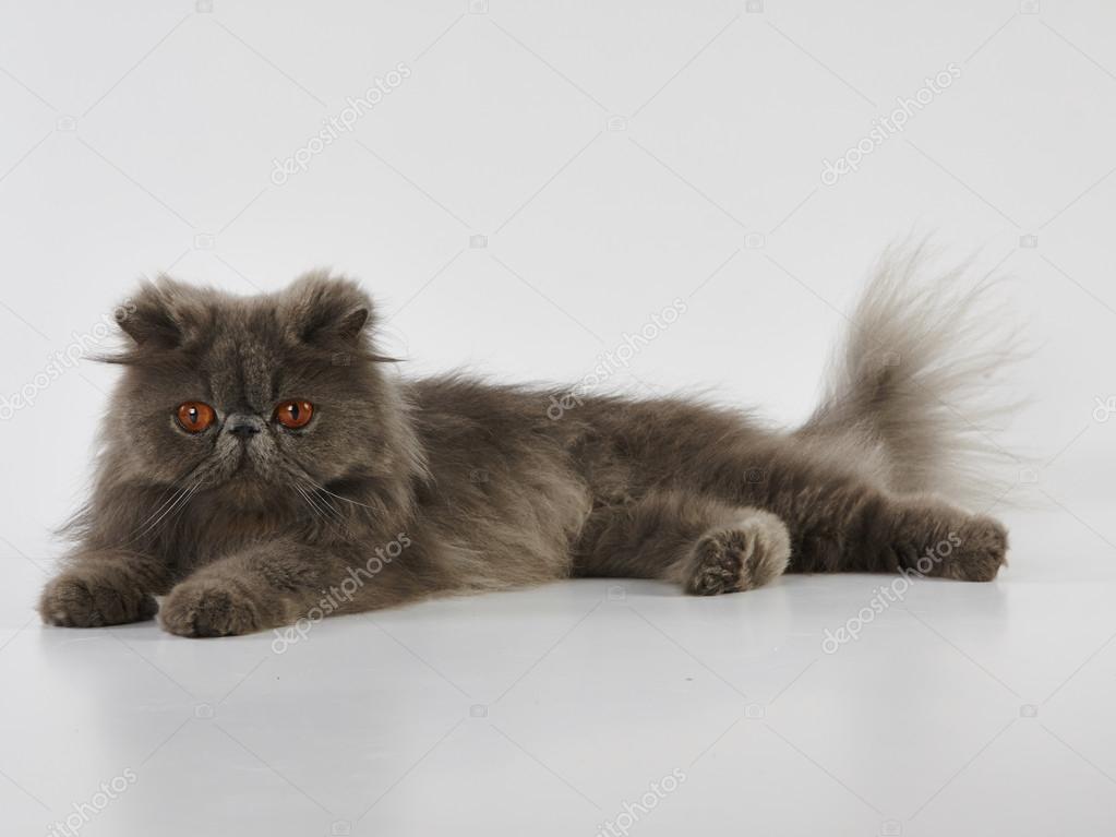Chat Persan Bleu Image Libre De Droit Par Imzoodesign C