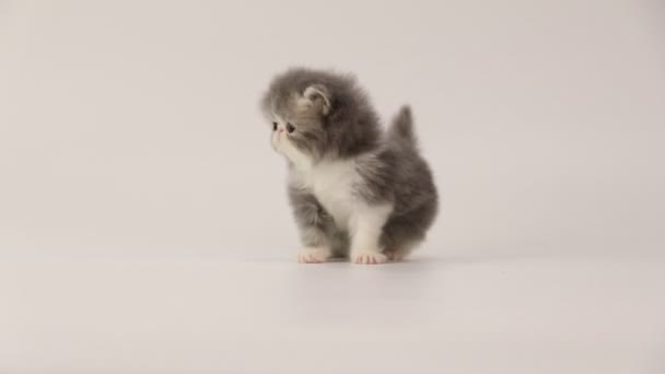 Persische Kätzchenkatze läuft vor die Kamera — Stockvideo