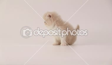 krem ve beyaz Farsça yavru kedi kedi ağlıyor ve kamerayı yürüme